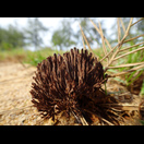 Ein Korallenpilz